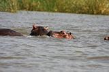 Ethiopia - Lago Chamo - Ippopotami - Hippos - 14